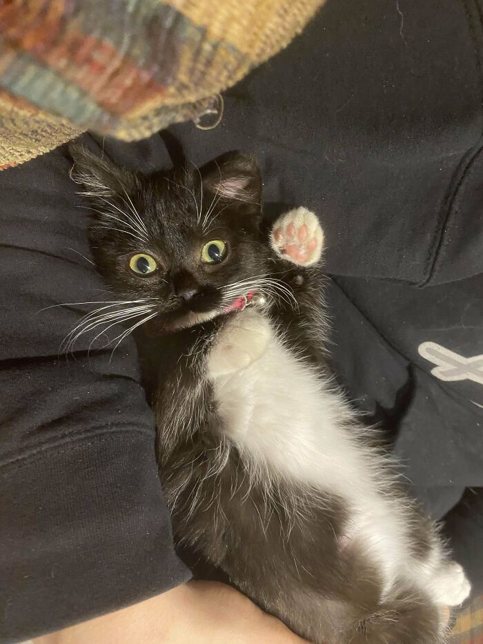 My Boyfriend And Little Rescued Ava- She Has Officially Reached Inside Cat Status