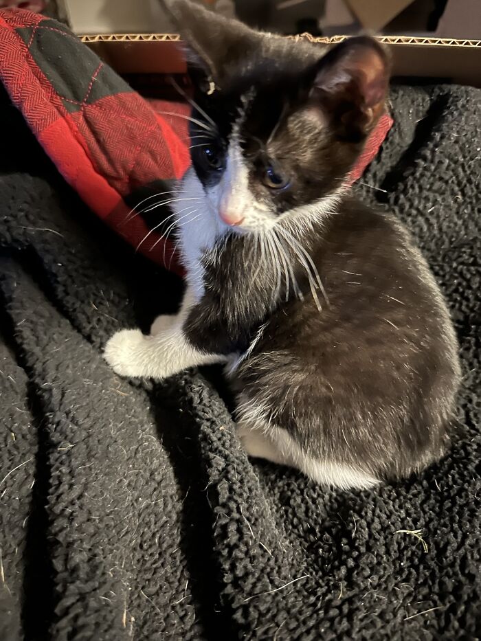 Loudmouth Rescued This Morning From A Car Undercarriage!