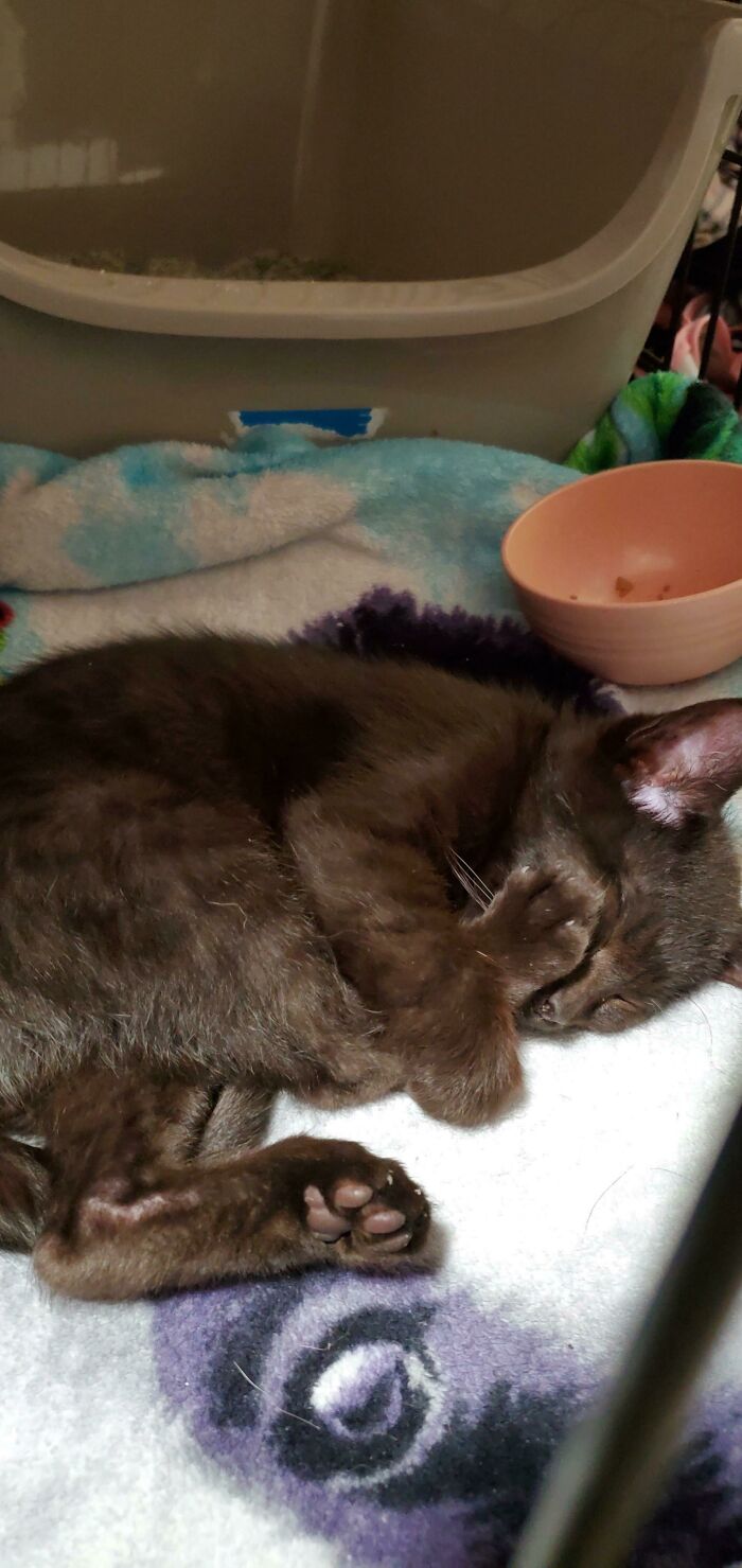 Behold! My New Rescue Baby. He's Only 3 Pounds!