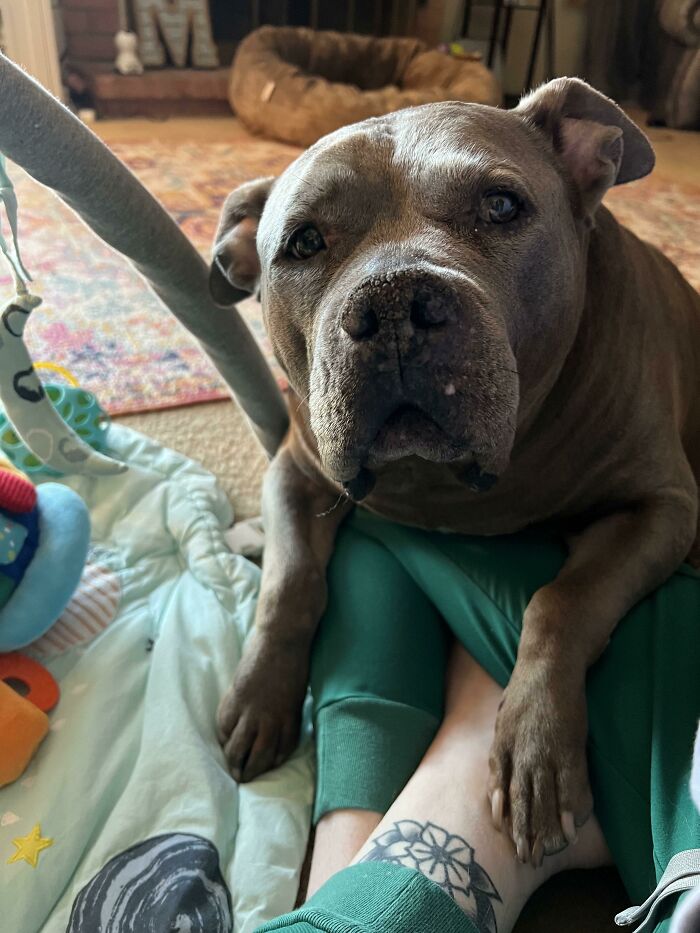 Here Is Our Velvet Hippo That We Adopted A Couple Weeks Ago. She’s Almost 10 Years Old And Her Name Is Halo! She Is A Mixed Breed Of Hippo/Manatee/Dog