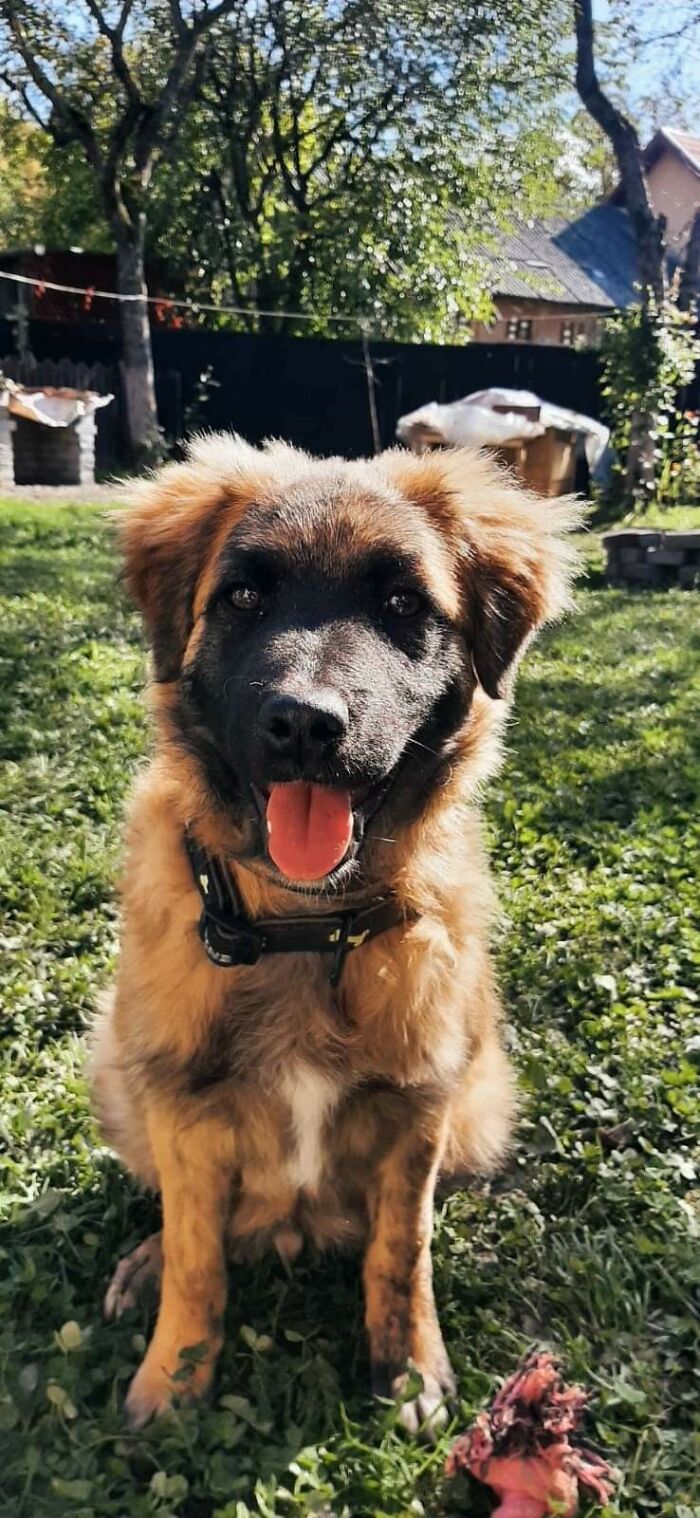 My Boyfriend And I Adopted Our First Dog. Meet Barney. He Loves To Play All Day. He's So Adorable