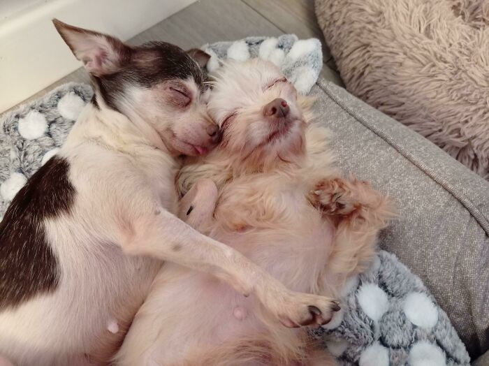 Adopting These 2 Rescue Dogs Together Was The Best Decision I Could Possibly Make