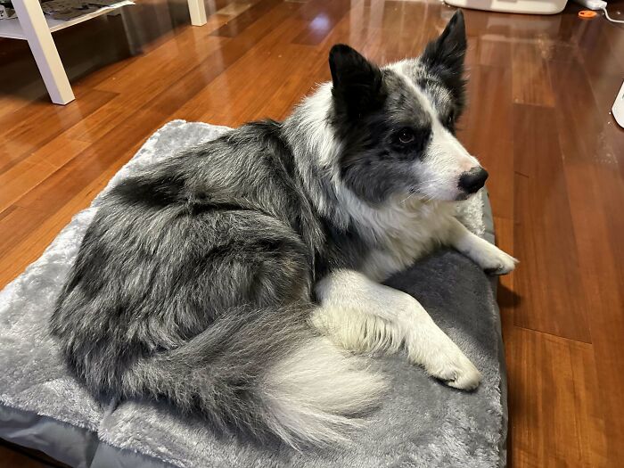 Girlfriend Just Adopted A Dog. Is It A Pure Border Collie? If Not, Any Idea What He Might Be Mixed With? Just Out Of Curiosity