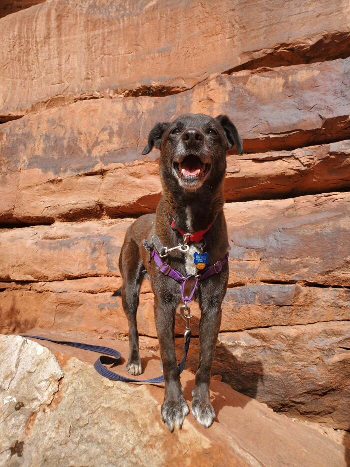 First Hike As Adopted Dog