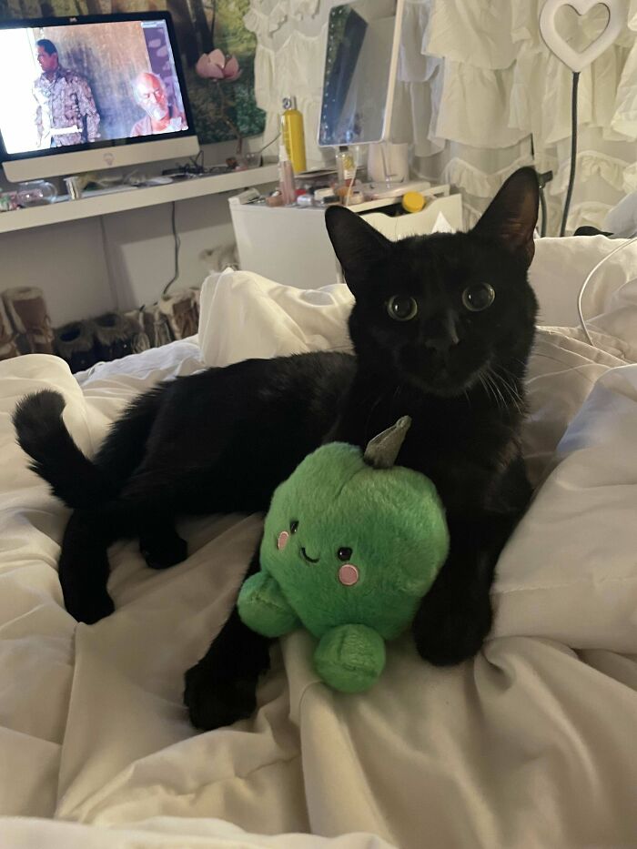 The Stray Cat I’ve Been Feeding Came Into My House A Few Days Ago And Never Left