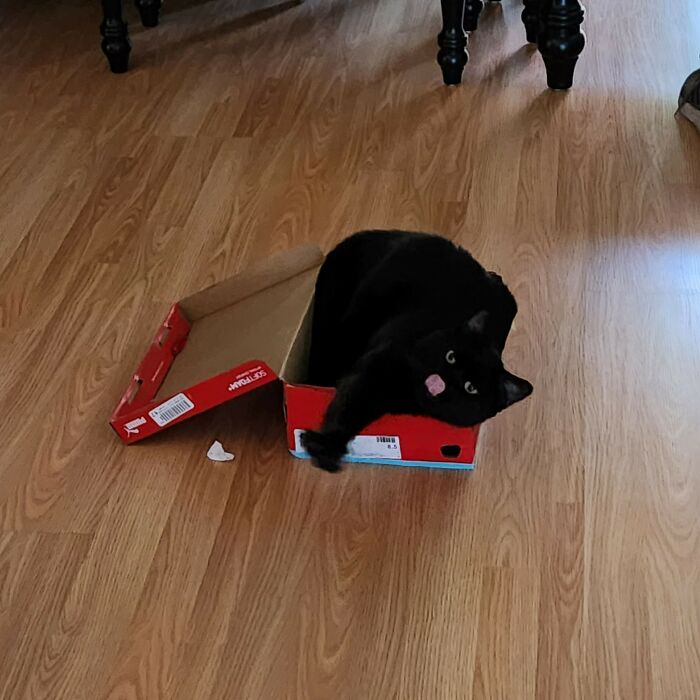 My Wife Surprised Me With Another Void For My Birthday. She Adopted This 5 Year Old Gent Because I Kept Saying I Wanted Another Black Cat. We Named Him Inspector Spacetime. 10/10 Excellent Present, Would Pet