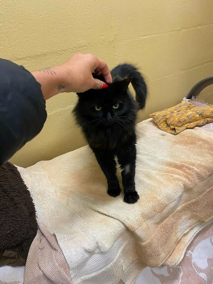 My Girlfreid Adopted This Beautiful Lady Yesterday, Name Suggestions?