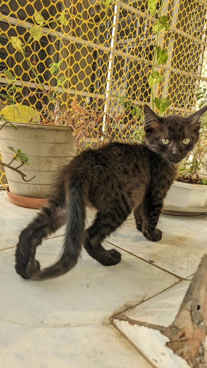 Not Sure If My Boy Bagheera Qualifies To Be A Black Cat But He's The Most Handsome Kitten I've Seen And Just Adopted Him Yesterday! I Love Him, And Hope You Do Too!