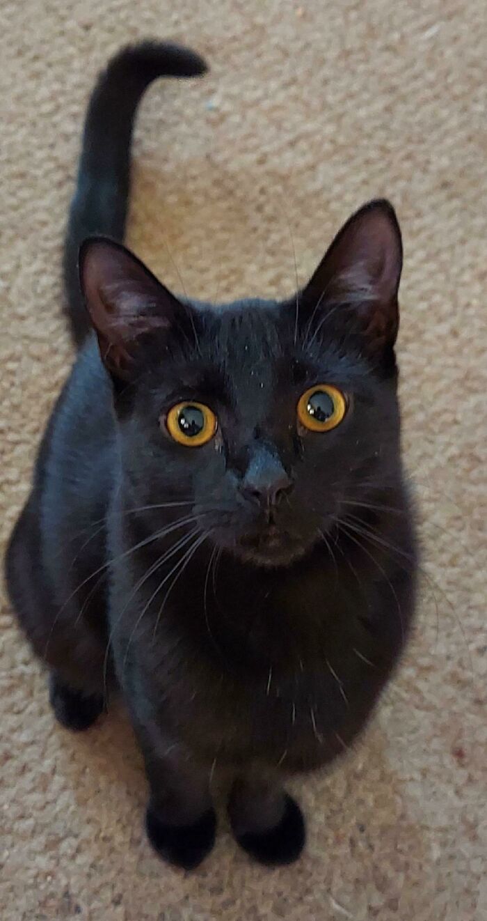 Been Fostering This Monster Since September, Going To Sign Adoption Papers On Monday! Meet Samhain