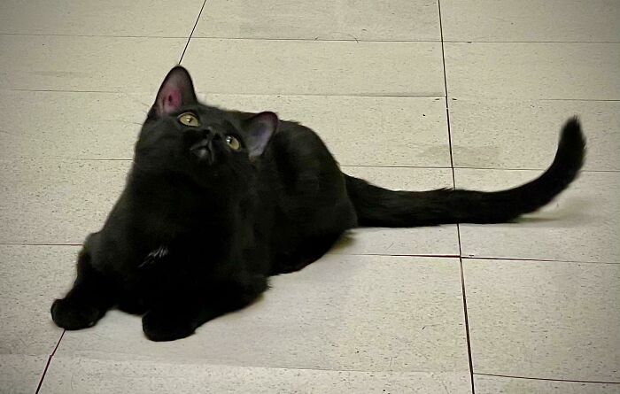 Guess Who’s Getting Adopted?