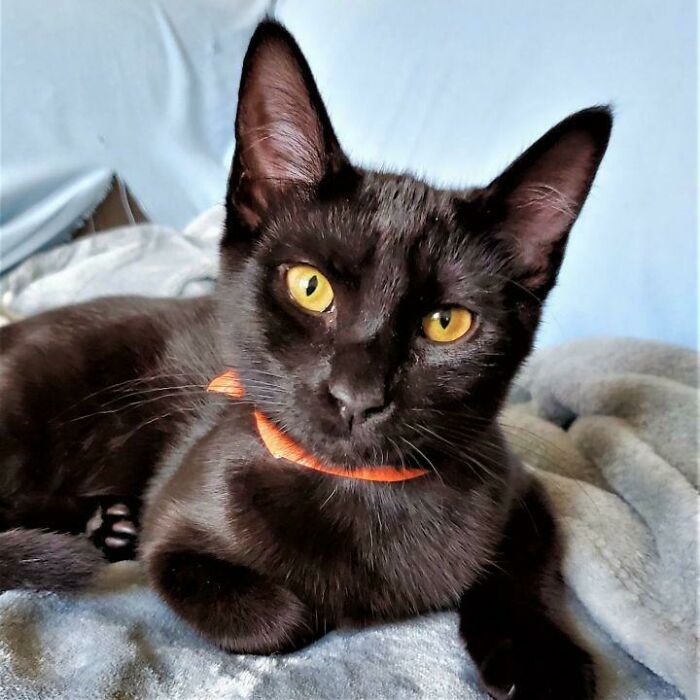 Adopting This Stunner And Bringing Her Home On Thursday