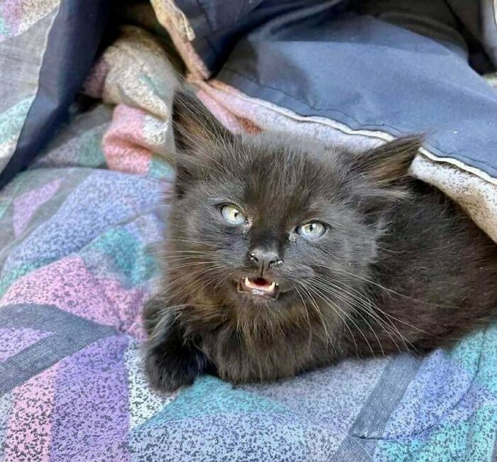 I’m Adopting This Cutie And Would Love Some Name Suggestions!