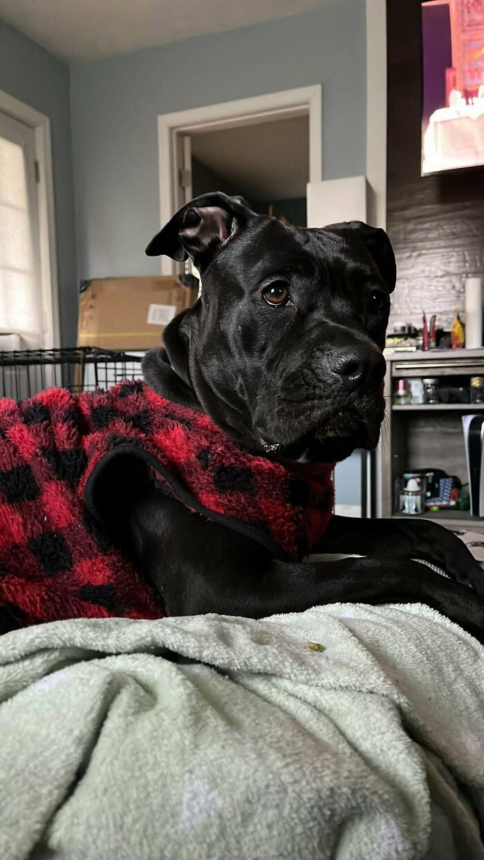 Adopted The Goodest Girl On Friday