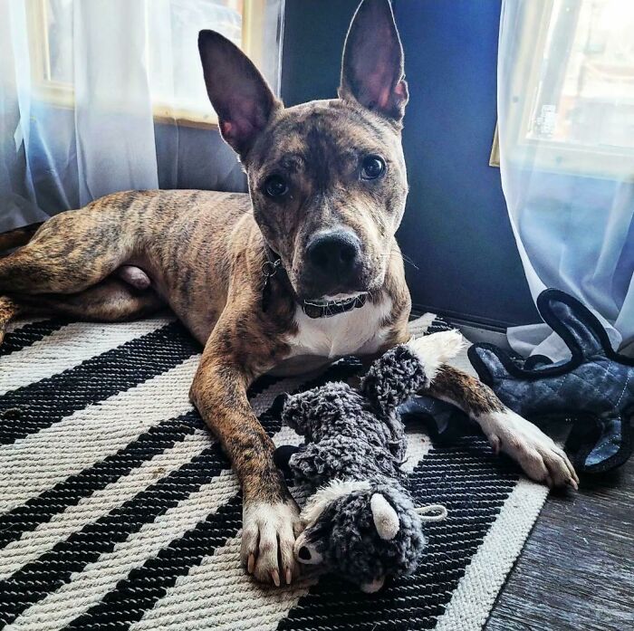 Finally Adopted A Pupper! Our Boy Milo Has Been Home With Us For 5 Days After Living 1/3 Of His Life In The Shelter