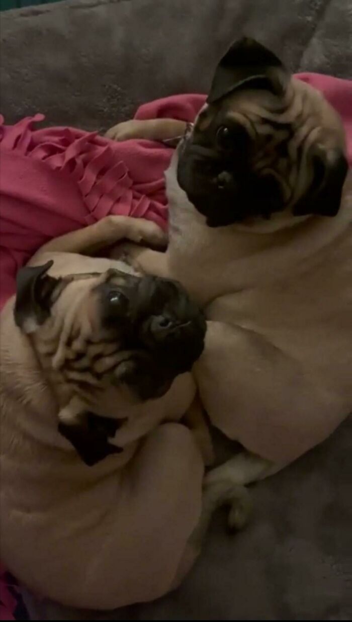 Adopted After Their Humans Left The Earth Too Soon. Welcome To The Family, Diego & Carbohydrate!