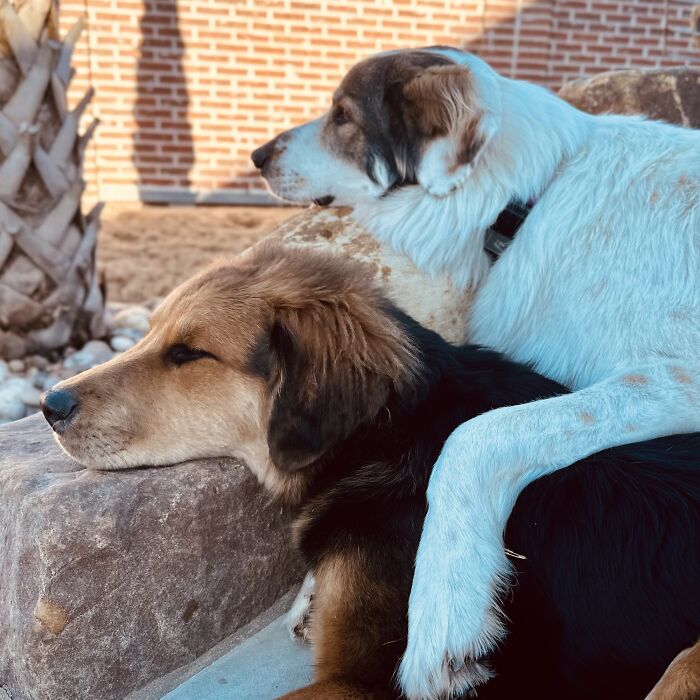 I Think The Newly Adopted Pup Made The Cut