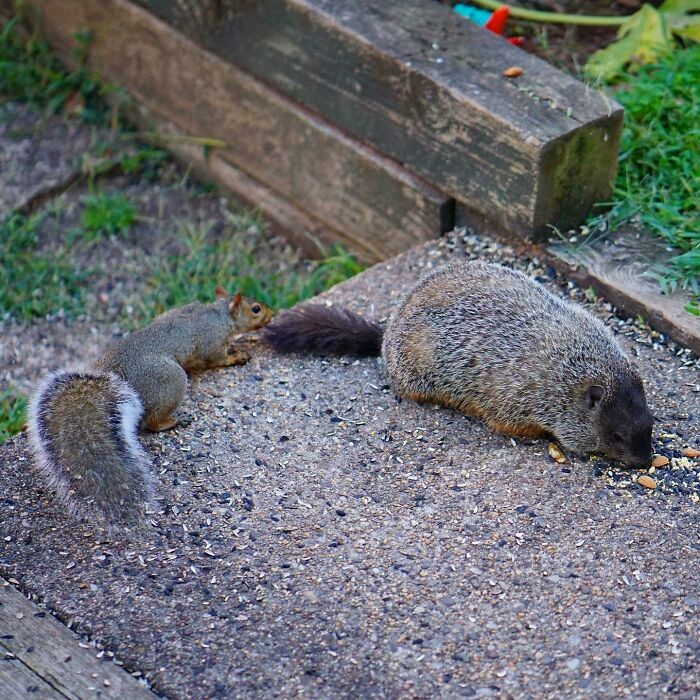  I Still Can't Believe They Eat Together Every Morning