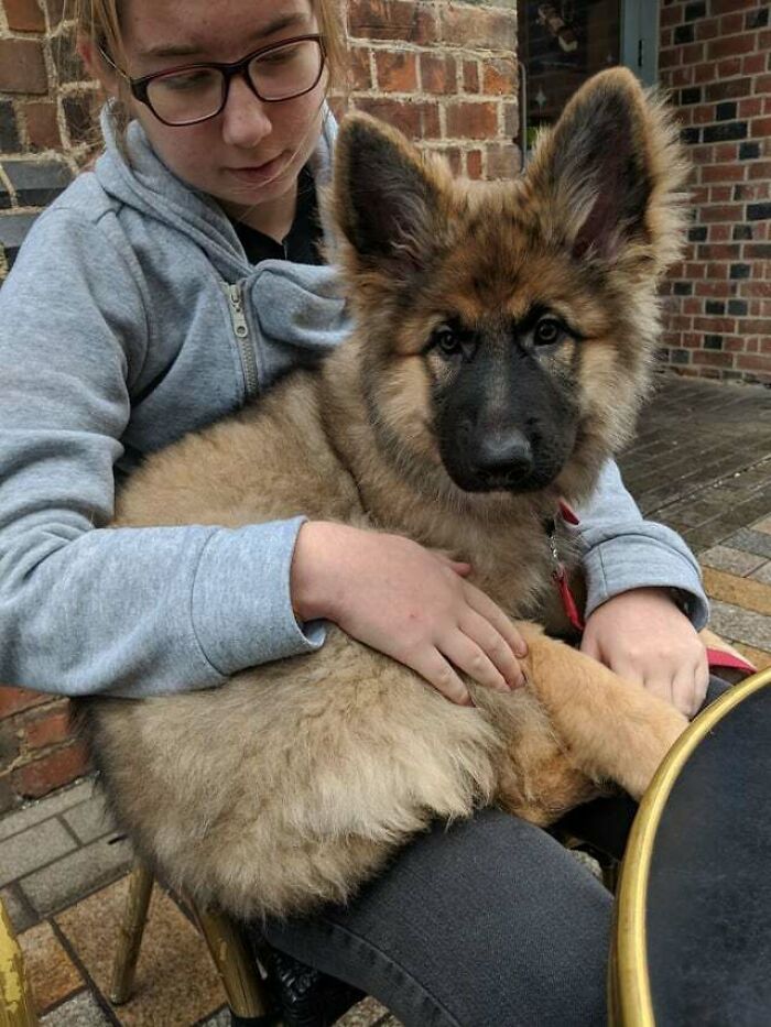 Meet Ripley - My 16 Week GSD