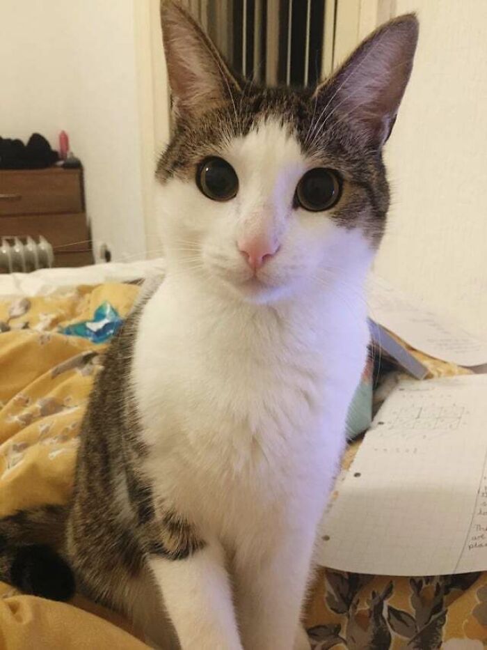 Big Eyes And Pointy Ears