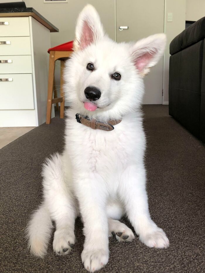 Our 12 Week Old Swiss Shepherd, Loki