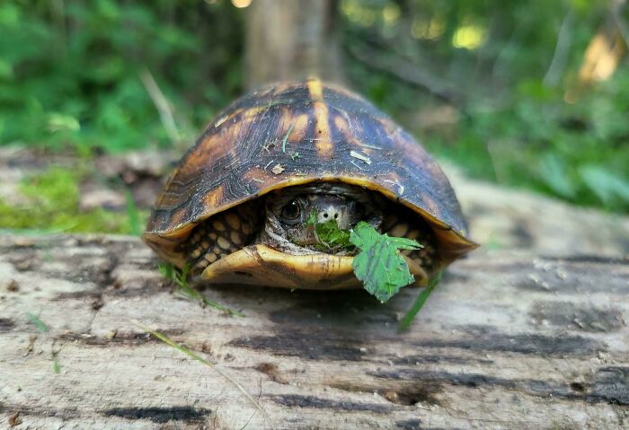 Was Clearing Out An Overgrowth When I Encountered This Lil Guy