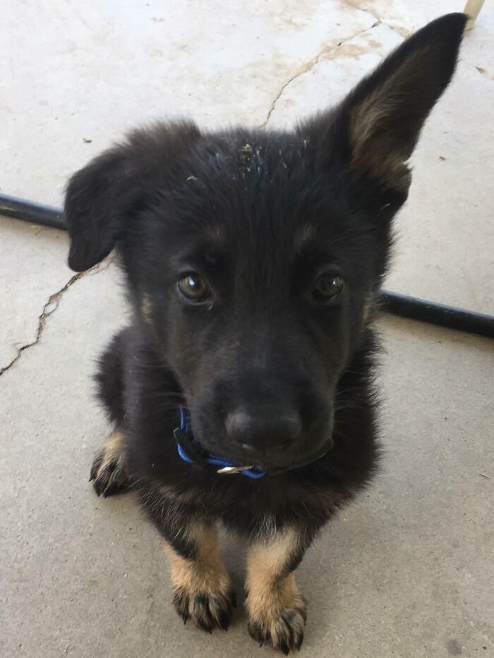 Meet Nacho. A 7 Week Old German Shepherd