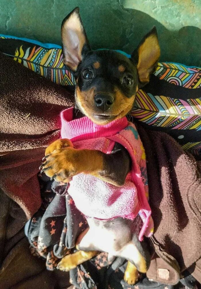 Good Morning Salchilovers