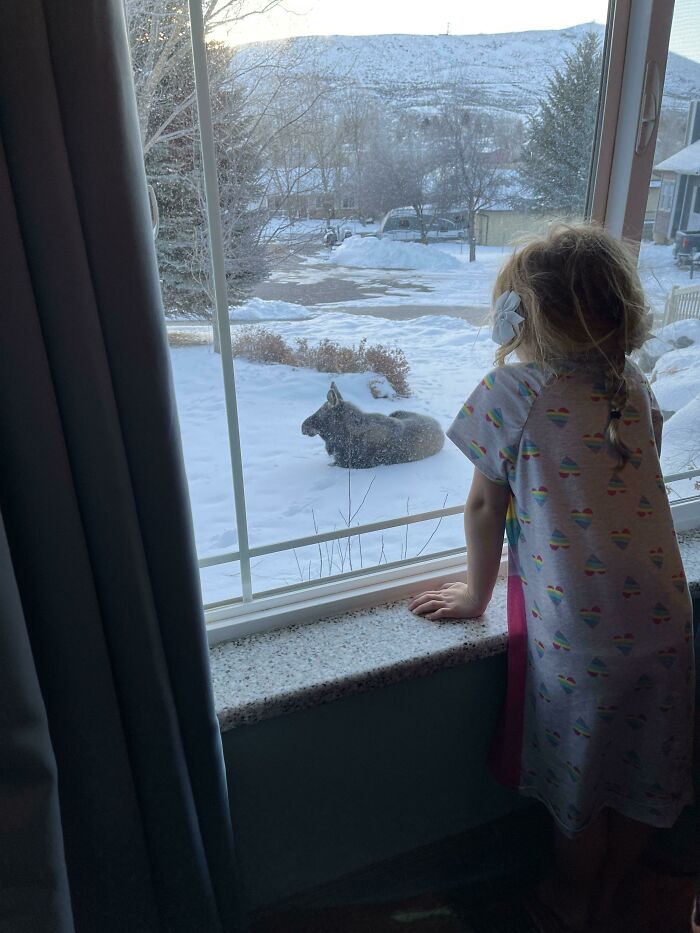Woke Up To A Moose