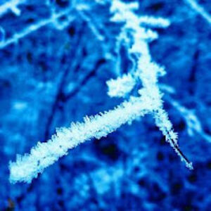 brigittewalden avatar