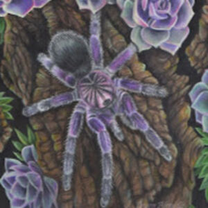 tarantulamadness avatar