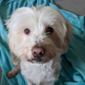 barbaracroysdale avatar