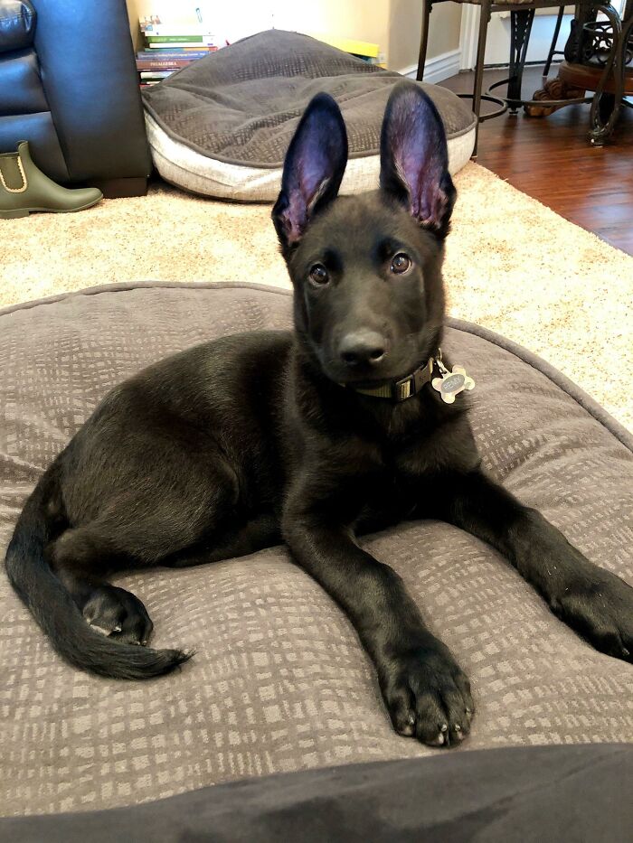 Meet Remy, The Dumbo Eared Black German Shepard