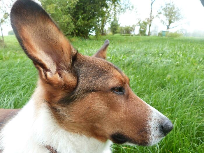 Our Dog Has Pretty Long Ears