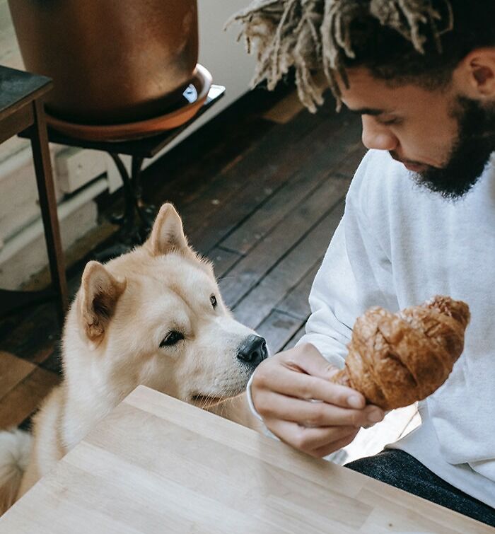 Not Feeding The Doggie A Snack When He Is Sitting There Looking At You With Those Big Eyes
