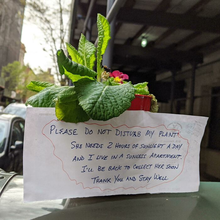 Plant with handwritten note asking not to disturb it due to sunlight needs, showcasing unique New York city life moments.