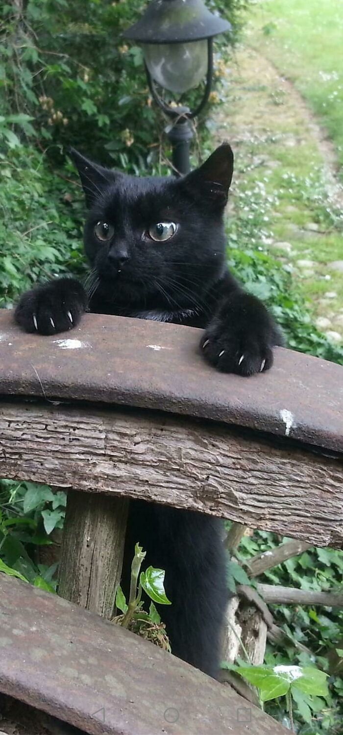 Murder Claws And Disney Eyes