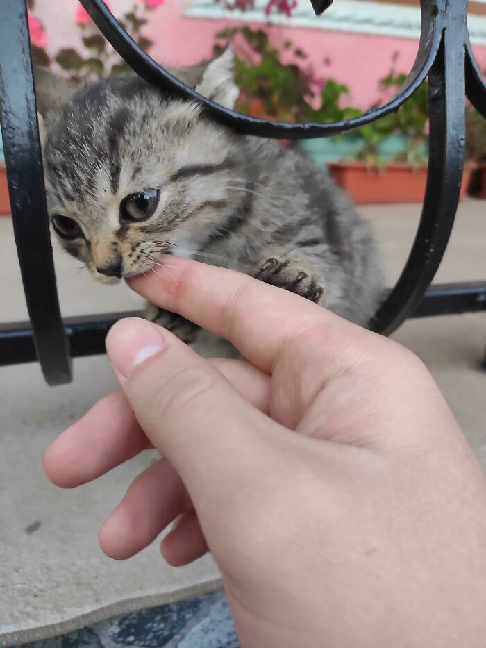 The Tiniest Chomp