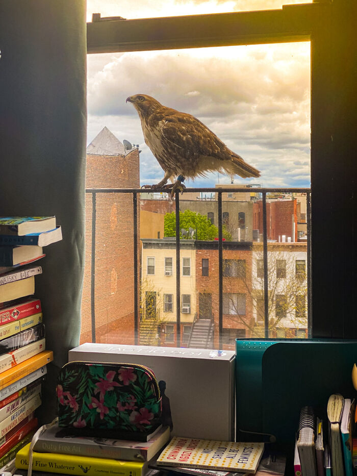 Hawk perched outside a New York City window overlooking residential buildings during a cloudy day.