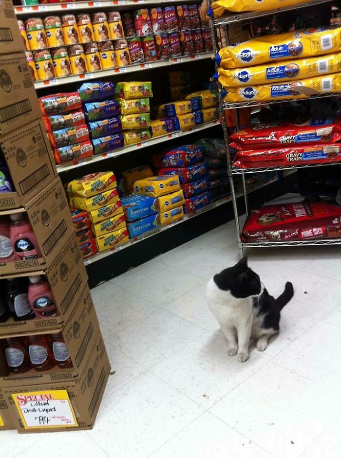 Black and white cat sitting on a grocery store floor surrounded by pet food in a New York city shop.