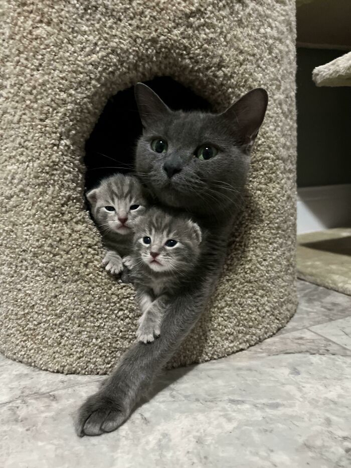 I Work At A Cat Rescue In Detroit And This Mama Gave Birth In My Bed 2 Weeks Ago Today. Here Are Two Of Her Itty Bitty Murder Machines!