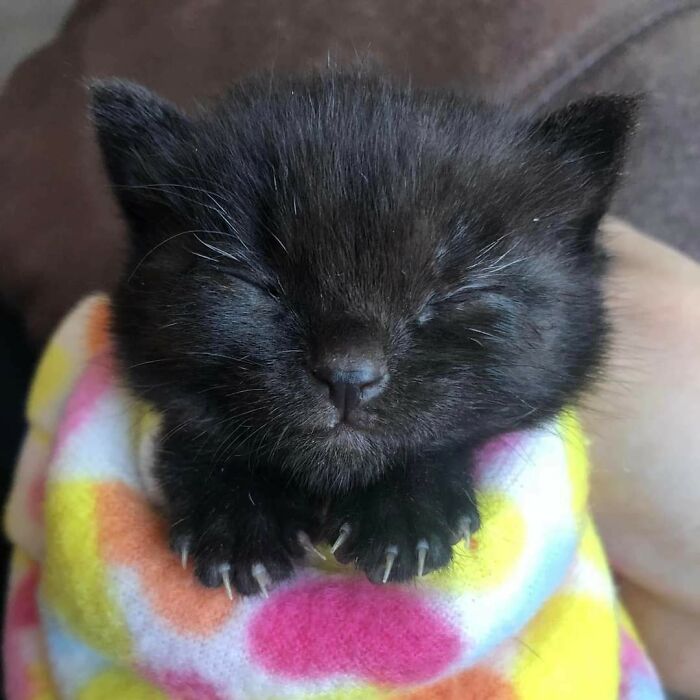 Our Local Pet Shelter Just Shared This Pic Of The Teeniest Murder Mittens I've Ever Seen