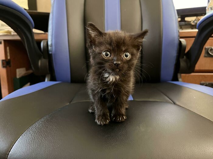 Was Told Ursula’s Tiny Murder Mittens Belonged Here