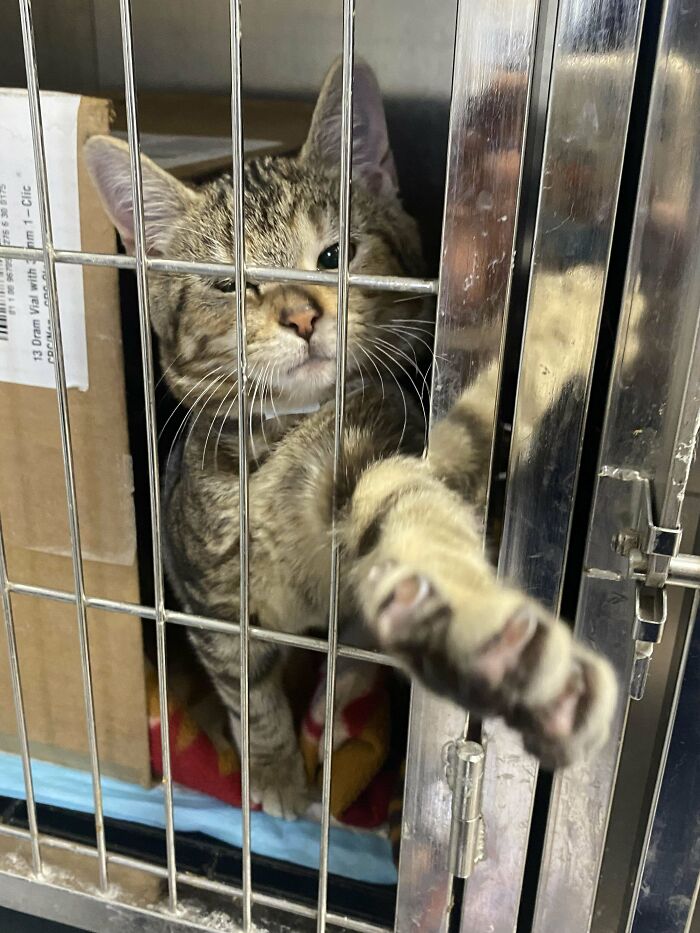 I Was Nearly Attacked By A Tiger At Work Today