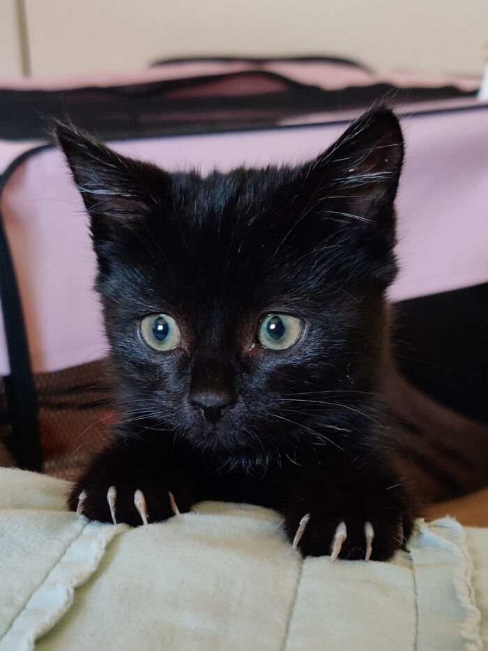 Cora Would Like To Know If Her Mittens Are Legal Or Not