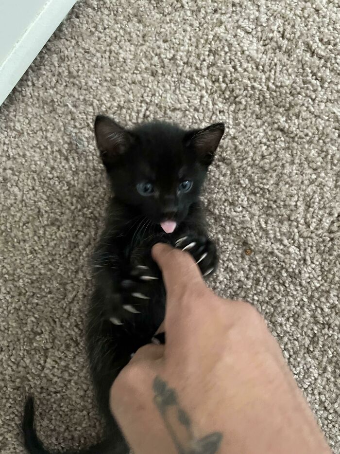 Small Guy, Big Claws