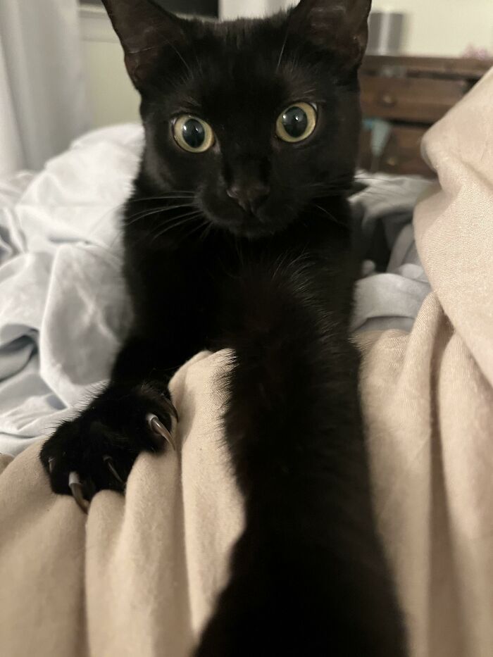 Jeepers Creepers Where Did You Get Those Eyes?