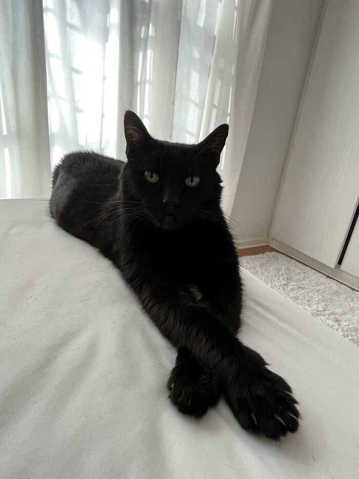 My MIL’s House Panther And His Murder Mittens