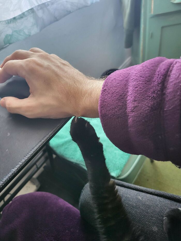 She Slowly Lifted Her Paw, Dragged Her Claws On My Hand Until One Sunk In, And Then Rested Her Arm There For A While; The Audacity