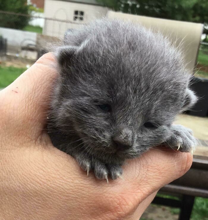 My Baby Murphy Had The Tiniest Murder Mittens