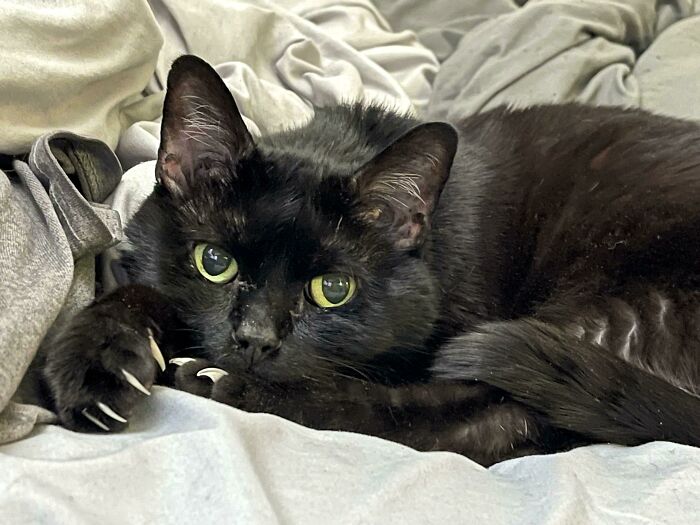 This Is Chub. Chub Likes To Show Off His Claws